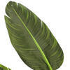 5' Potted Travelers Palm 8 Leaves - view 3 of 6