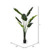 5' Potted Travelers Palm 8 Leaves - view 6 of 6