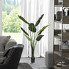 5' Potted Travelers Palm 8 Leaves - view 2 of 6