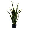 Vickerman Green/Yellow Sansevieria Snake Plant - view 1 of 2