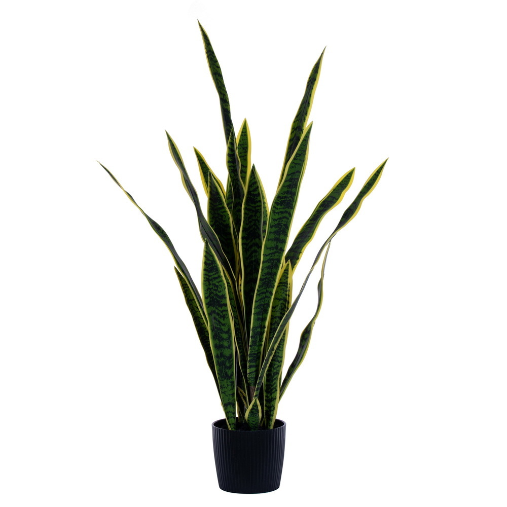Vickerman Green/Yellow Sansevieria Snake Plant