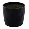 Vickerman Green/Yellow Sansevieria Snake Plant - view 2 of 2