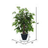 Vickerman Artificial Ming Aralia Bush - view 5 of 6