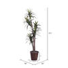 Vickerman Artificial Marginata Extra Full Series - view 6 of 6