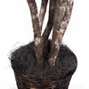 Vickerman Artificial Japanese Maple Extra Full Series - view 5 of 6