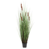 Grass and Cattails