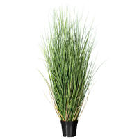 Curled Grass