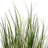 Vickerman Green Evergold Grass Potted UV - view 3 of 5
