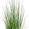Green Lemongrass Potted - view 3 of 5