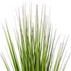Green/Burgundy Flax Grass Potted - view 3 of 6