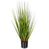 Green/Burgundy Flax Grass Potted - view 5 of 6