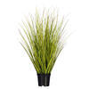 Green/Brown Switchgrass Potted - view 1 of 6