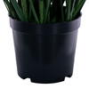 Green/Brown Switchgrass Potted - view 6 of 6