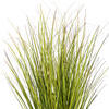 Green/Brown Switchgrass Potted - view 3 of 6