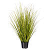 Green/Brown Switchgrass Potted - view 5 of 6
