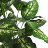 Vickerman Artificial Green and White Dieffenbachia Plant - view 3 of 3