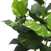 36" Pothos Plant - view 3 of 3