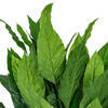 3' Spathiphyllum Plant X 5 W/40 Lvs - view 2 of 4