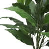 3' Spathiphyllum Plant X 5 W/40 Lvs - view 4 of 4