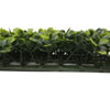 Vickerman Artificial Green Boxwood Mat - view 3 of 5
