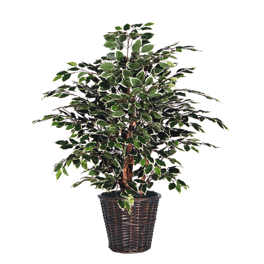 Vickerman Artificial Variegated Ficus Extra Full Series