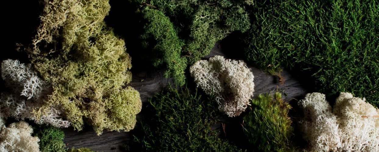Moss & Ferns